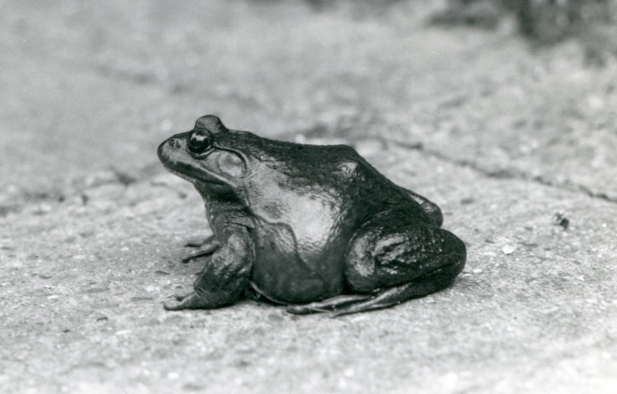 An American Bullfrog, London Zoo, 1925 by Frederick William Bond