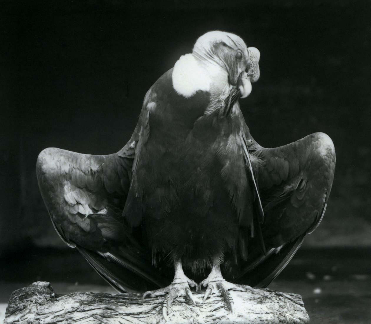 An Andean Condor Resting on a Log, London Zoo, 1925 by Frederick William Bond