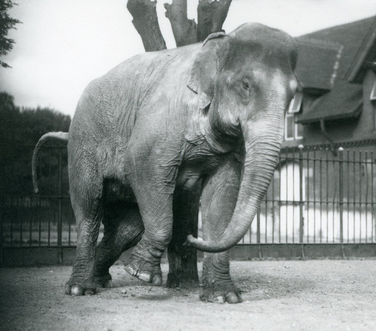 An Asian Elephant scratching itself against a dead tree, London Zoo by Frederick William Bond