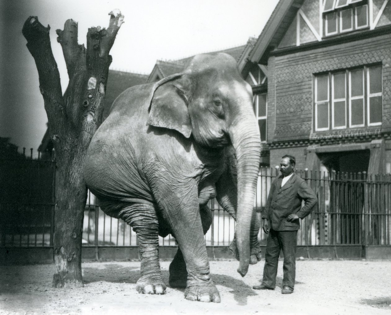 An Asian Elephant scratching itself against a dead tree, while balancing on three legs, with its trainer, Syed Ali, looking on, London Zoo by Frederick William Bond