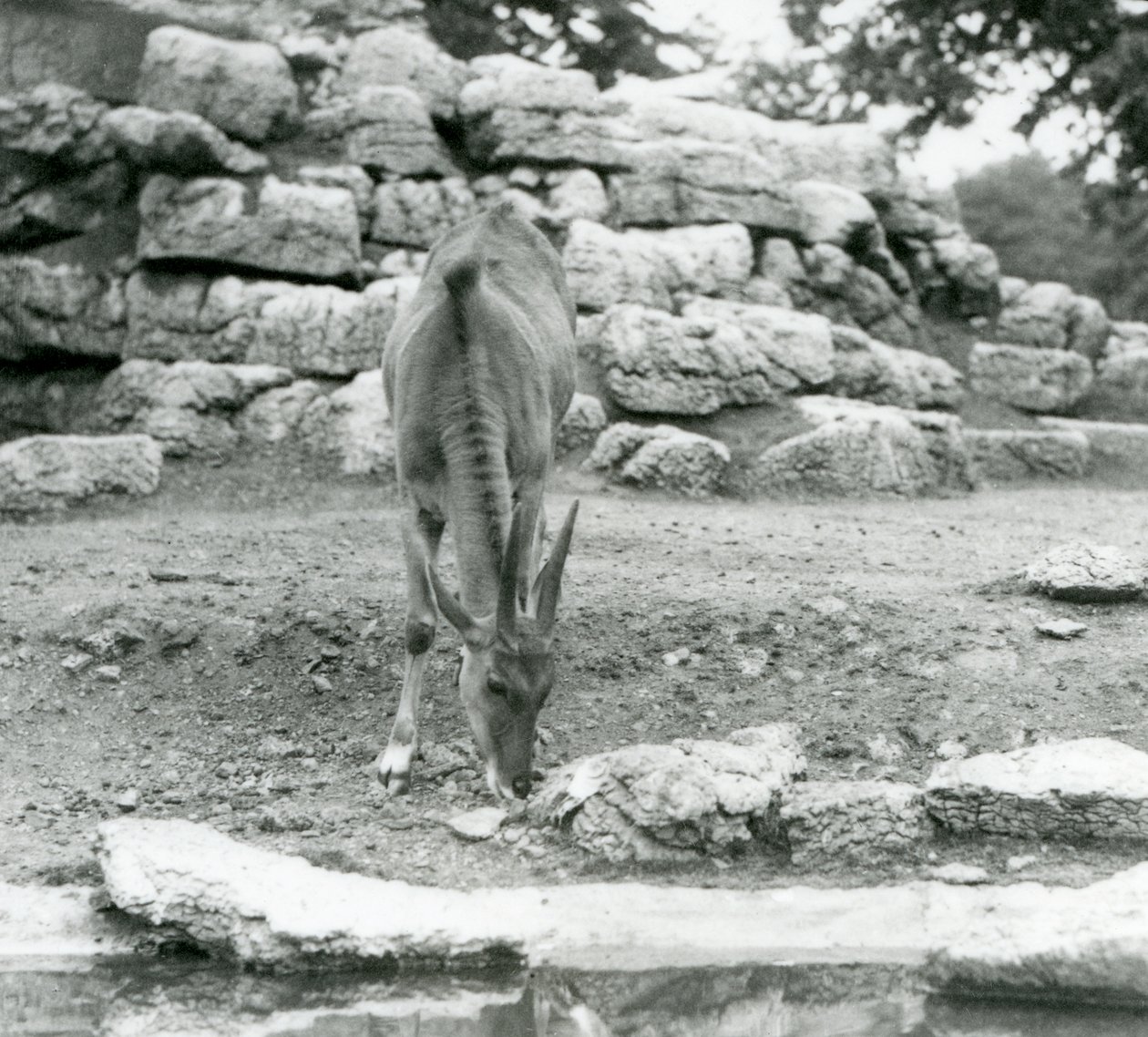 An Eland grazing in the Antelope Paddock at London Zoo in 1929 by Frederick William Bond