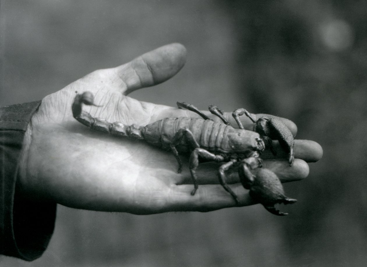 An Emperor Scorpion held in the palm of a keeper