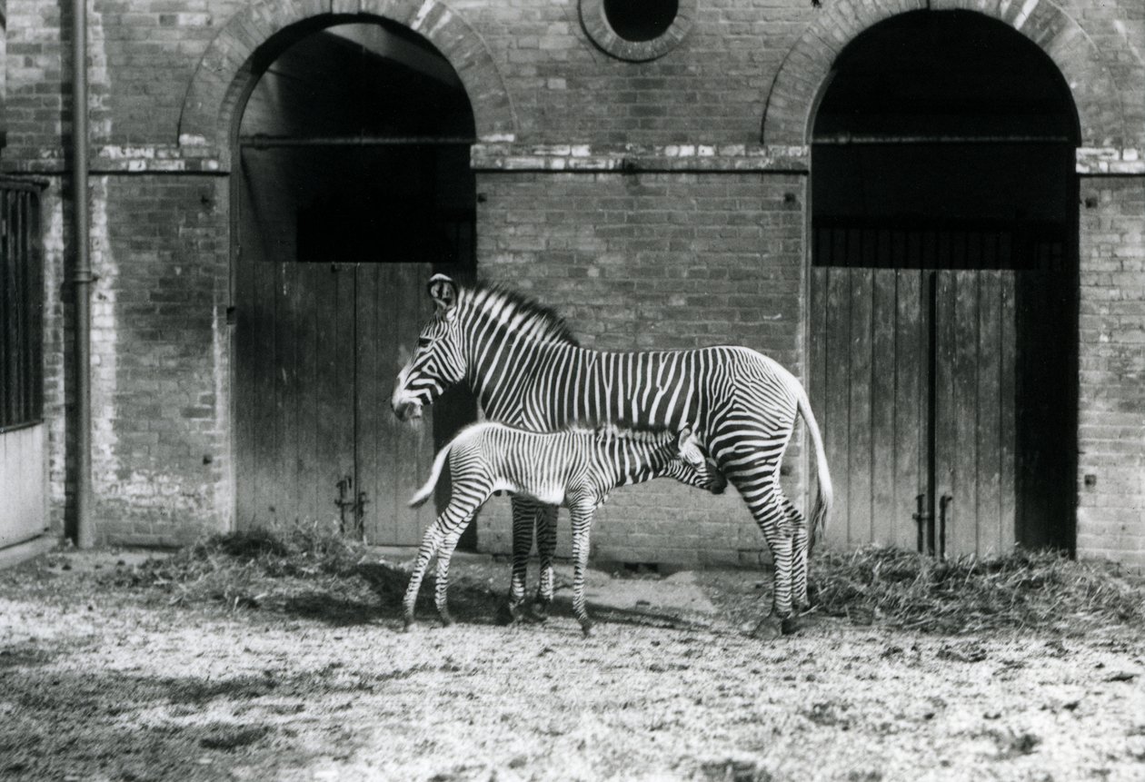 An Endangered Grevy