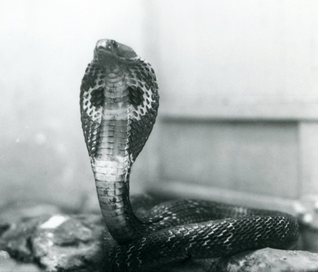 Indian Spectacled Asian Binocellate Cobra with Raised Head and Flared Hood, London Zoo, October 1925 by Frederick William Bond