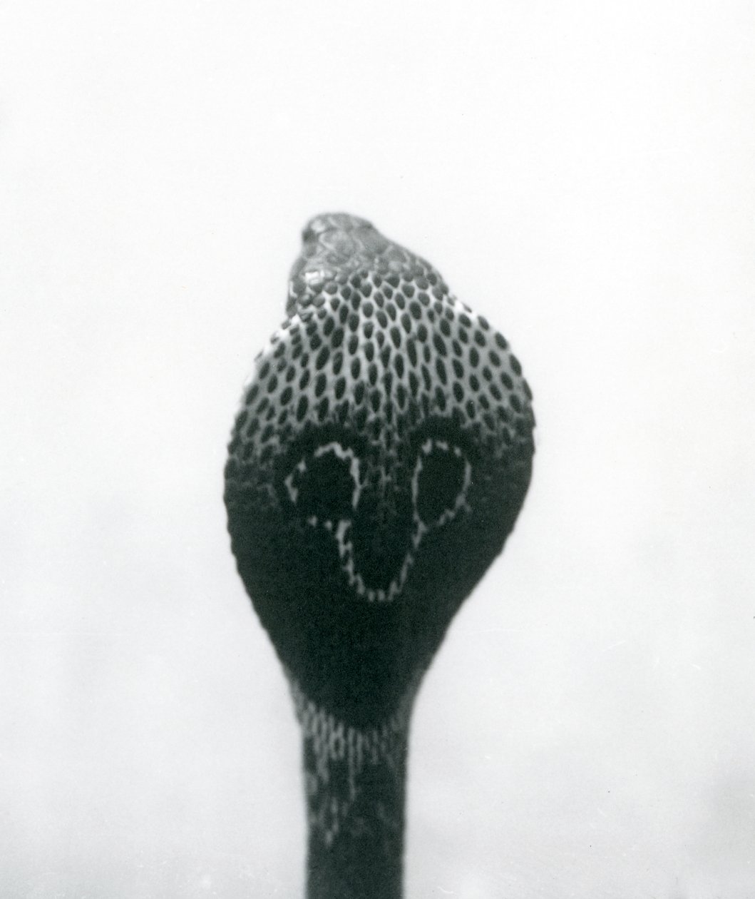 Indian Spectacled Asian Binocellate Cobra with Raised Head and Flared Hood, London Zoo, October 1925 by Frederick William Bond