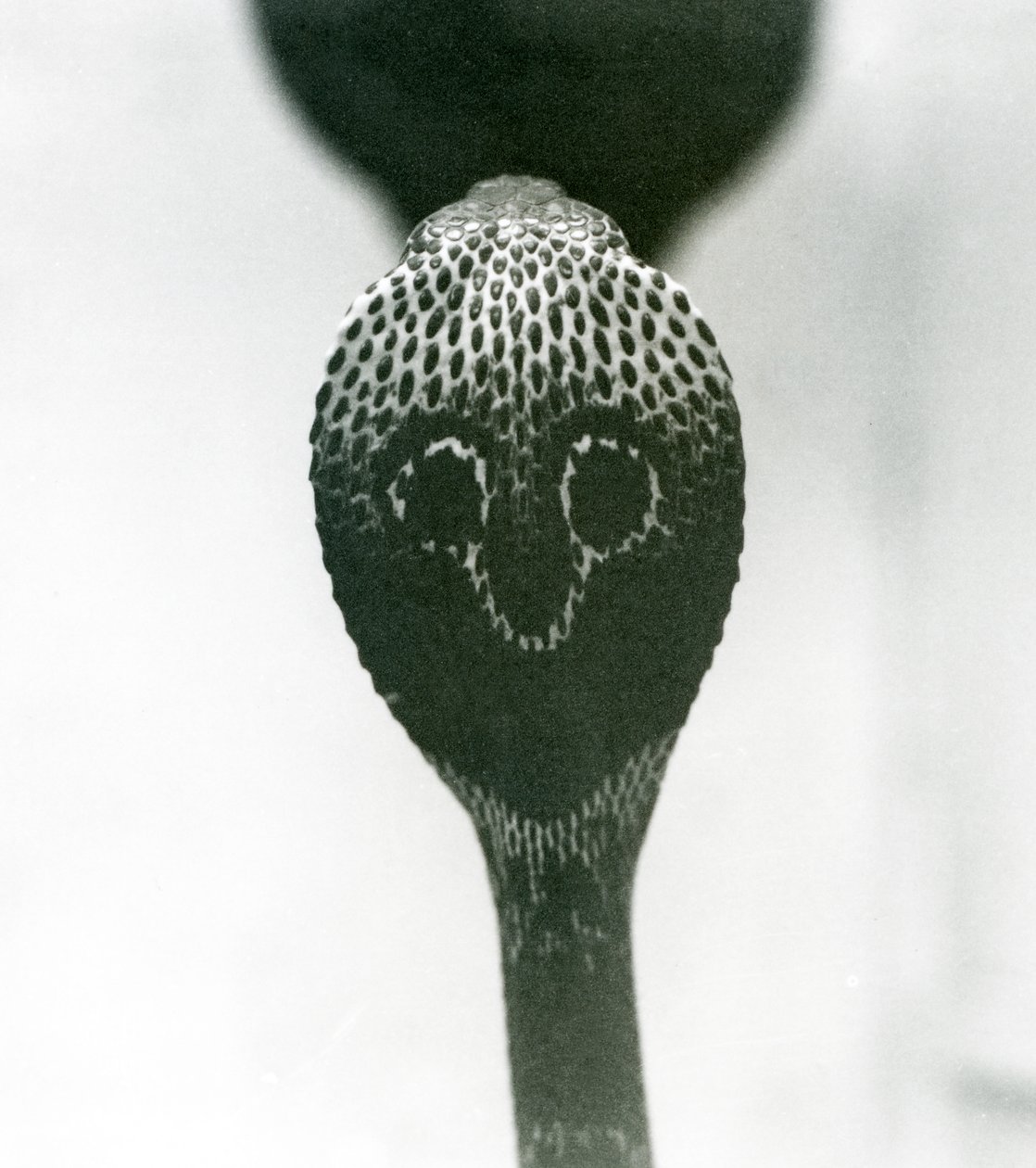 Indian Spectacled Asian Binocellate Cobra with Raised Head and Flared Hood, London Zoo, October 1925 by Frederick William Bond
