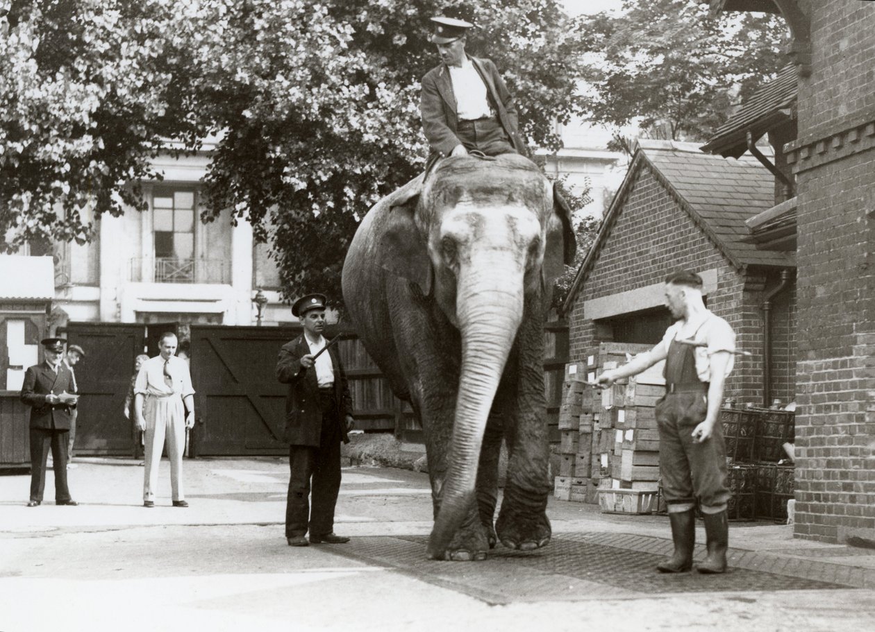 An Indian Elephant Being Weighed by Keepers at London Zoo by Frederick William Bond