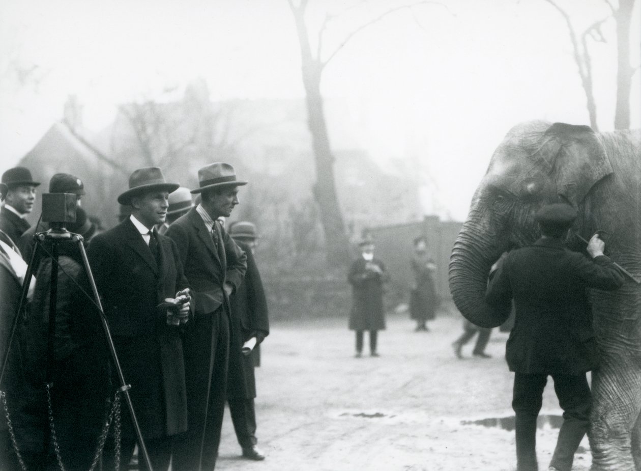 An Indian Elephant, Possibly Sundermalah, Taking Part in an Outside Broadcast from London Zoo, 1925 by Frederick William Bond