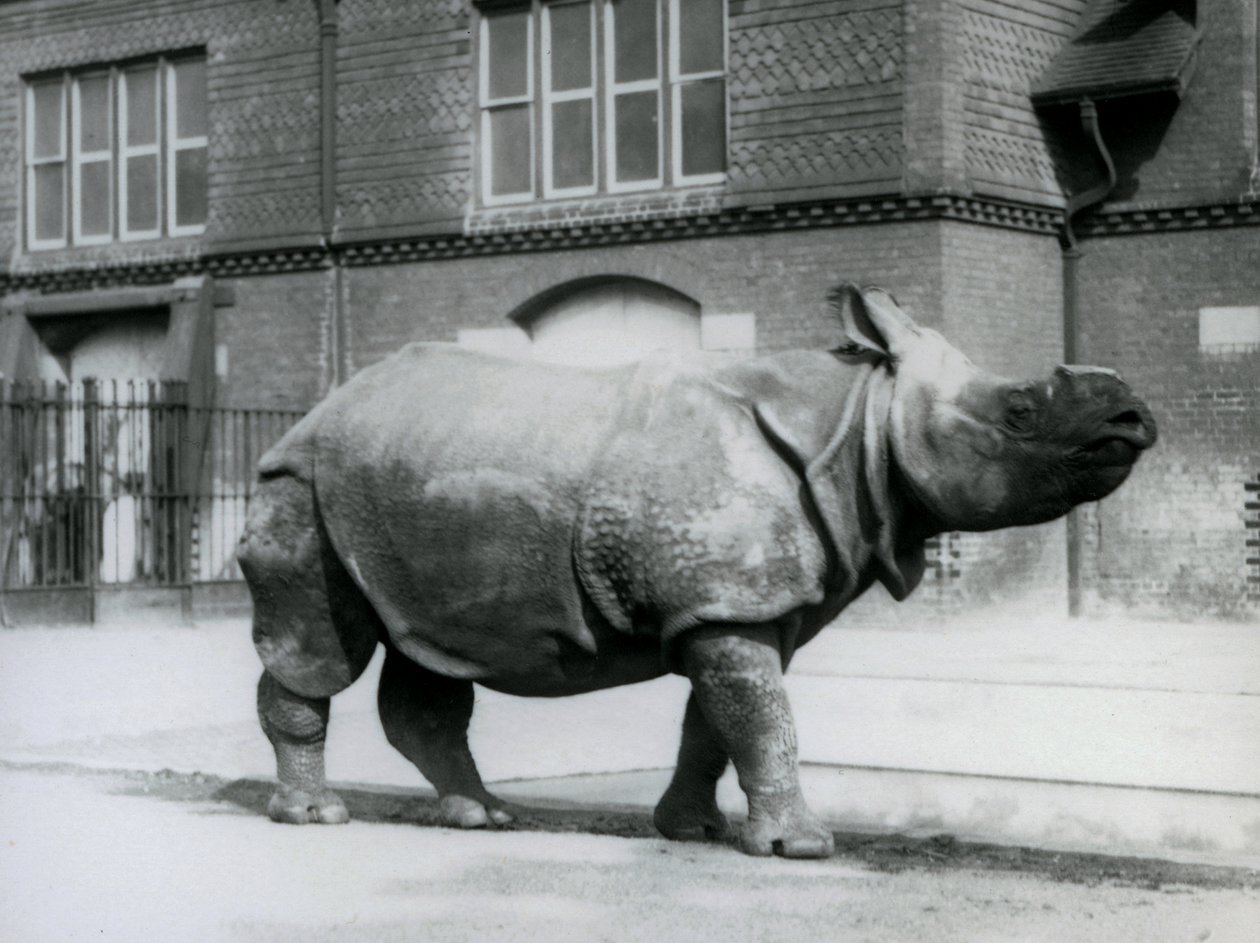 An Indian Rhinoceros at London Zoo by Frederick William Bond