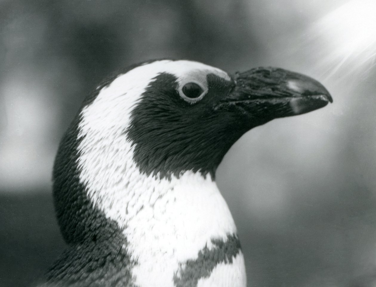 Adult Black-footed Jackass African Penguin at London Zoo, September 1925 by Frederick William Bond