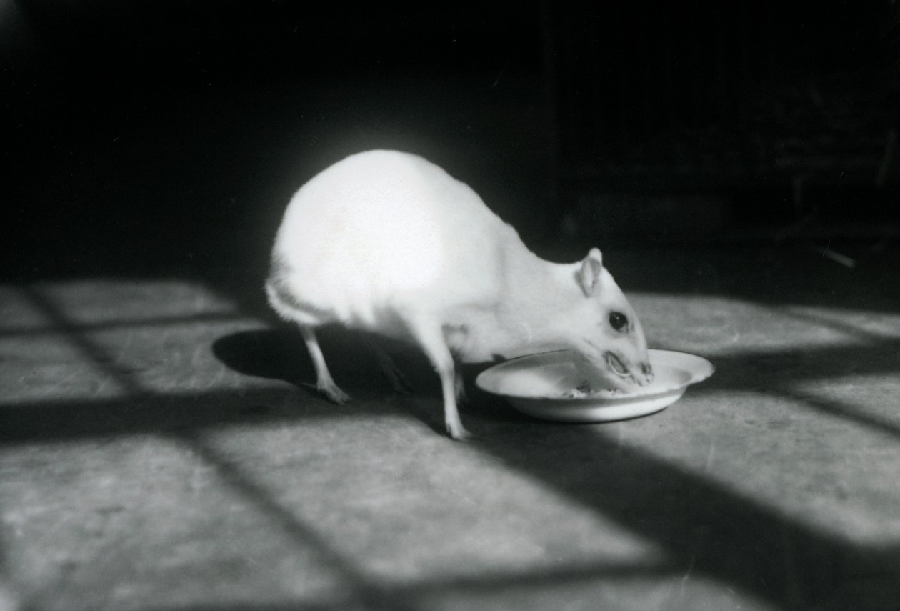 An albino chevrotain eating from a dish, London Zoo, December 1926 by Frederick William Bond
