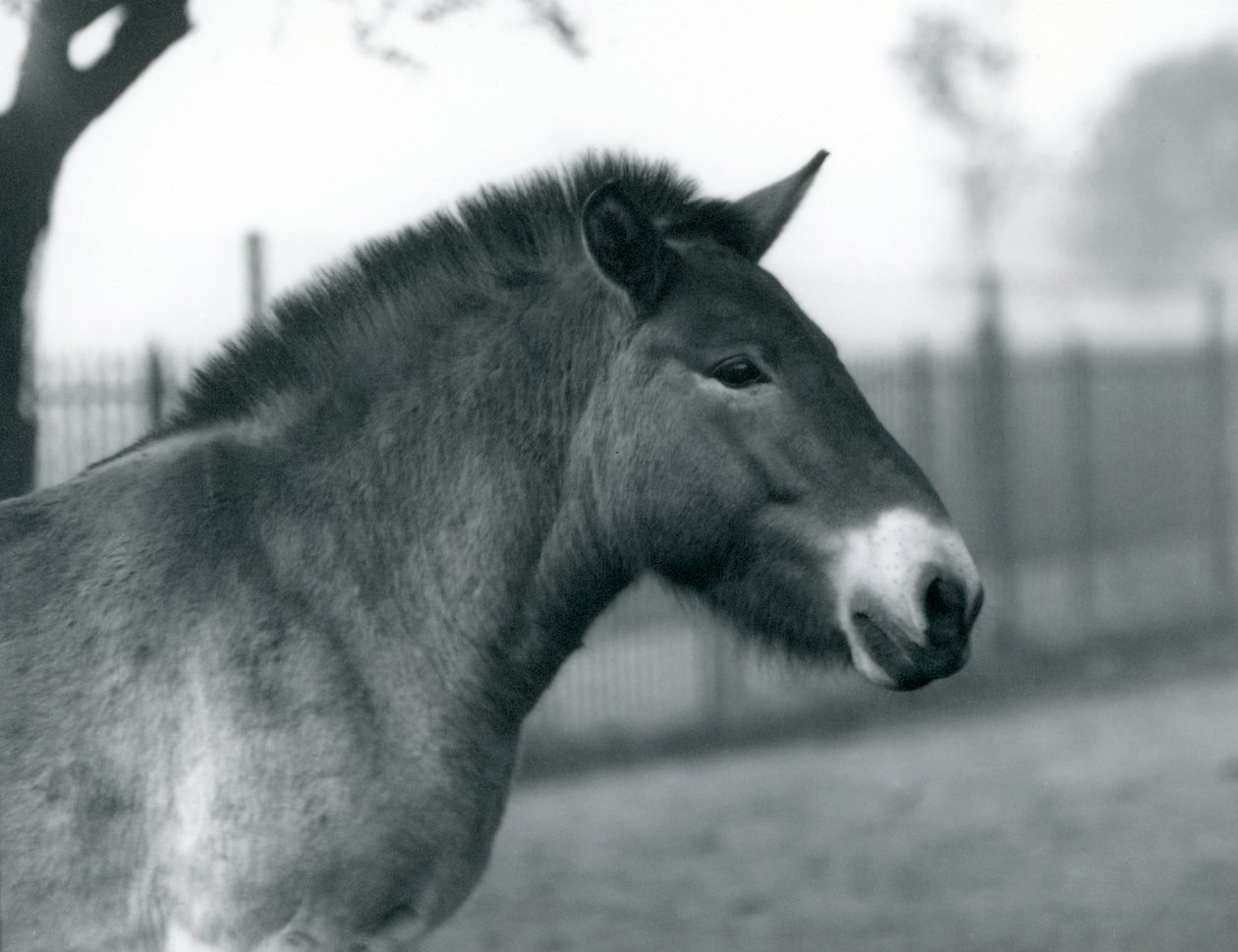 An Endangered Przewalski