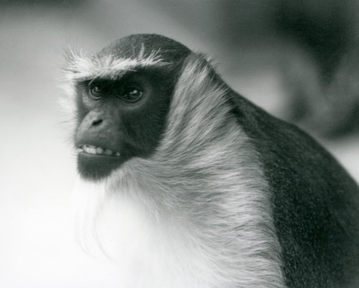 An endangered Roloway Monkey at London Zoo by Frederick William Bond