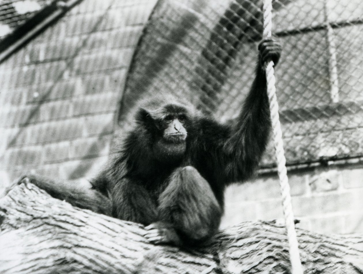 An endangered Siamang gibbon sitting on a log, holding a rope, London Zoo, 1927 by Frederick William Bond