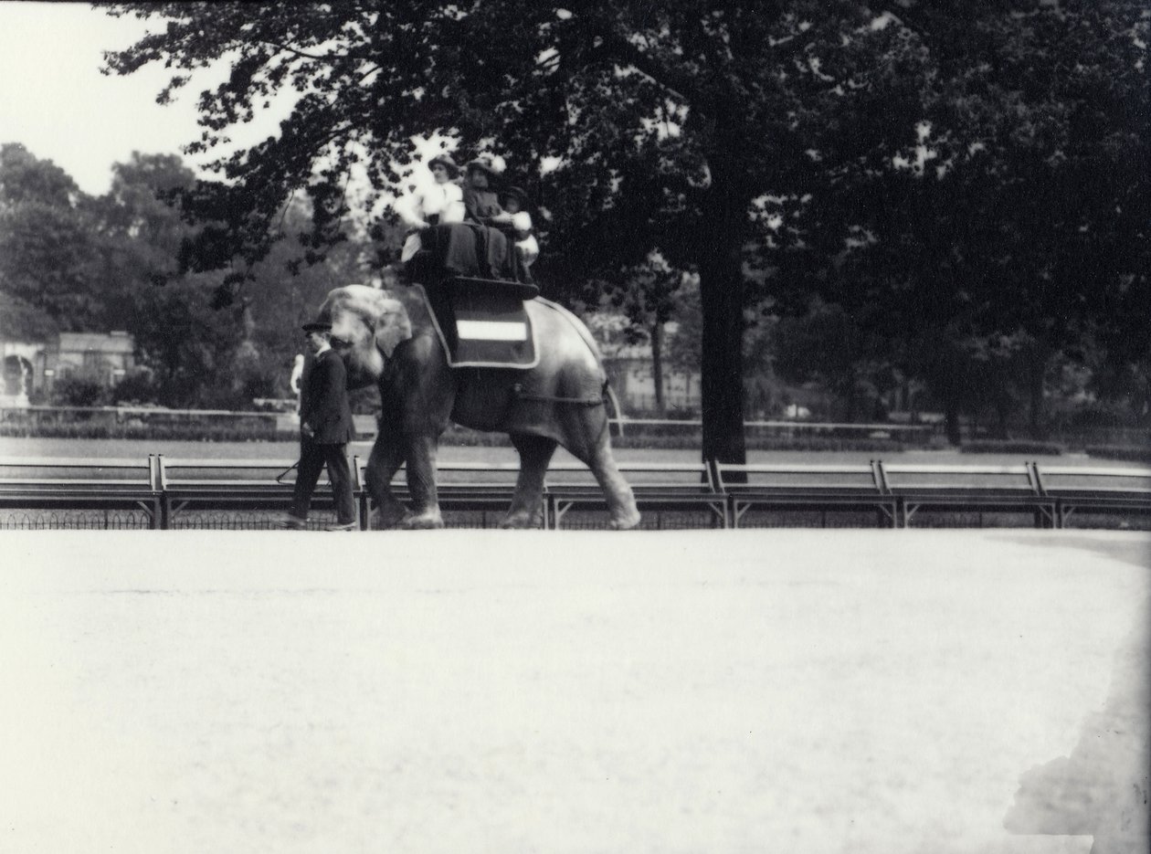 Asian Elephant 