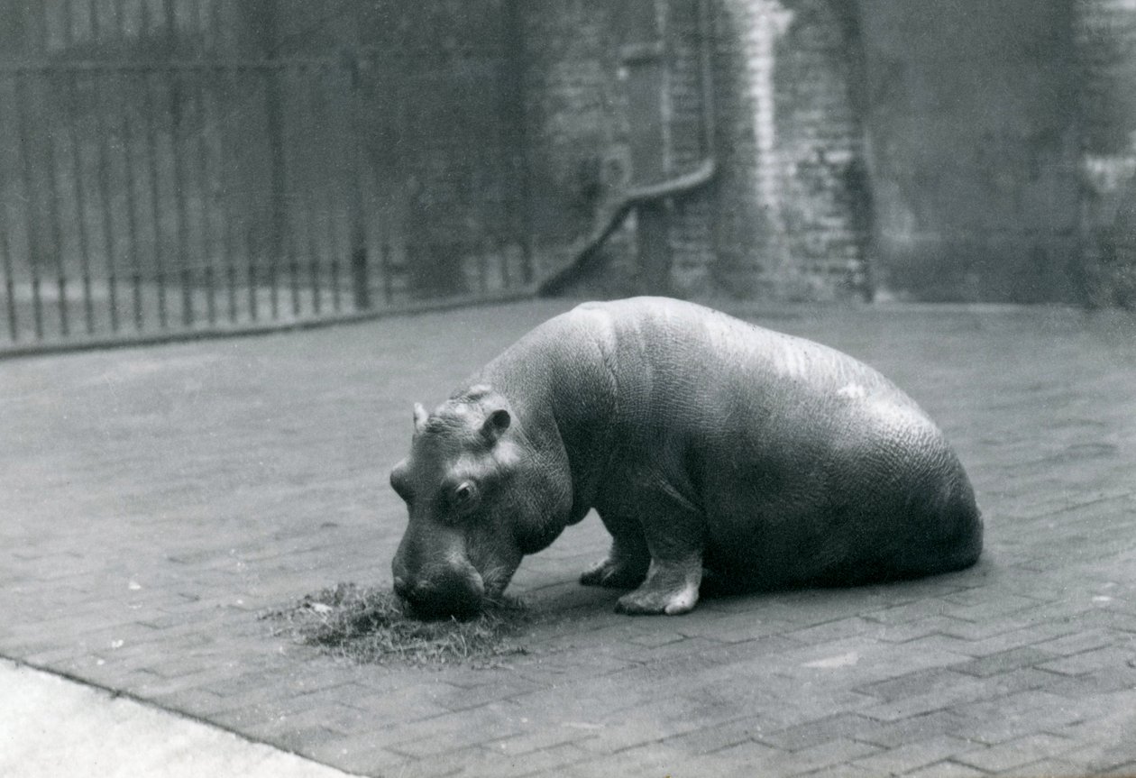 Baby Hippopotamus 