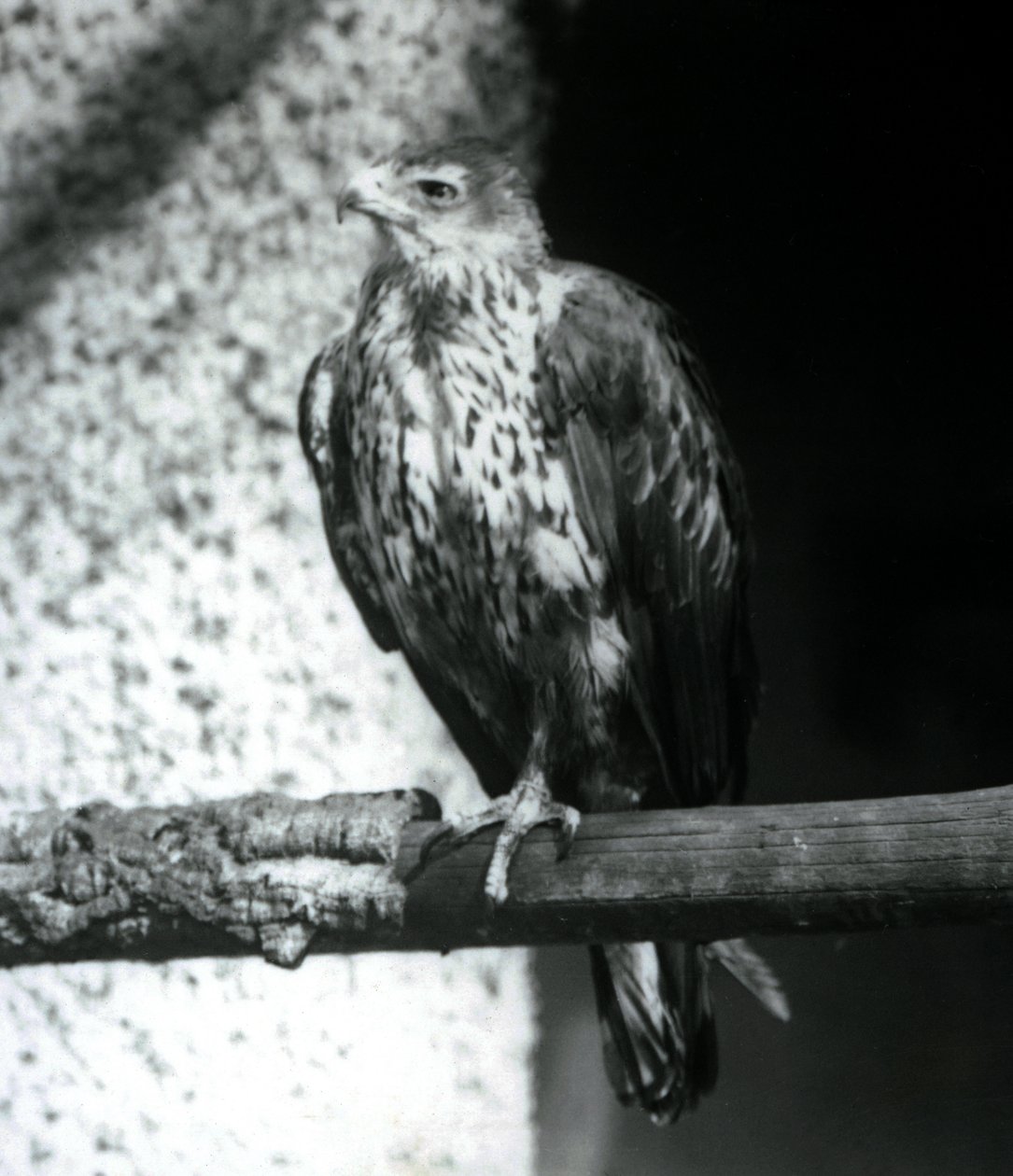 Bonelli