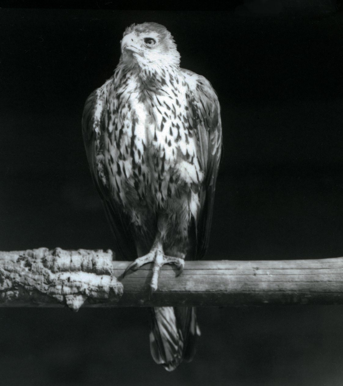 Bonelli