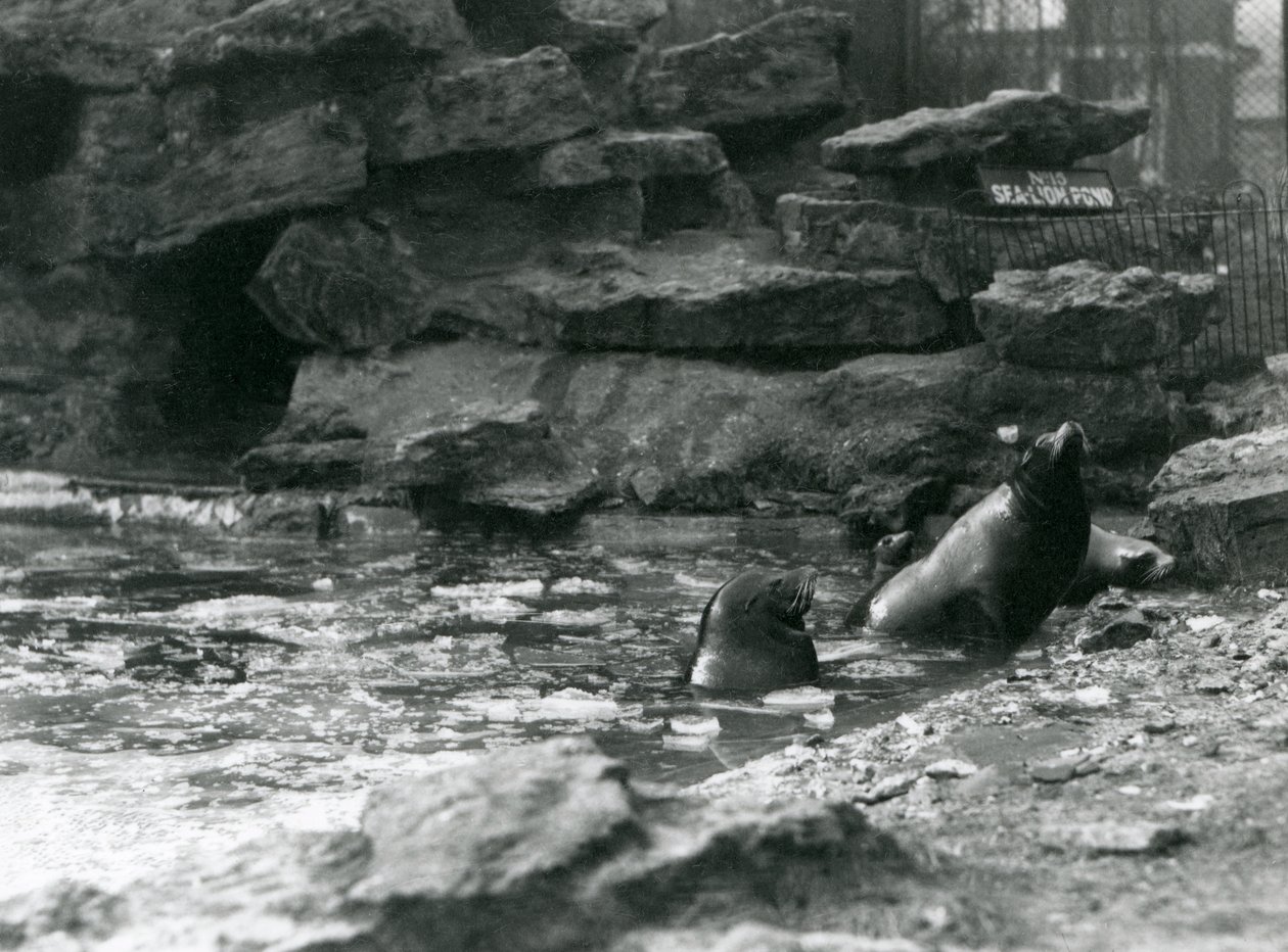 California Sea Lions with Ice on Their Pool, London Zoo by Frederick William Bond