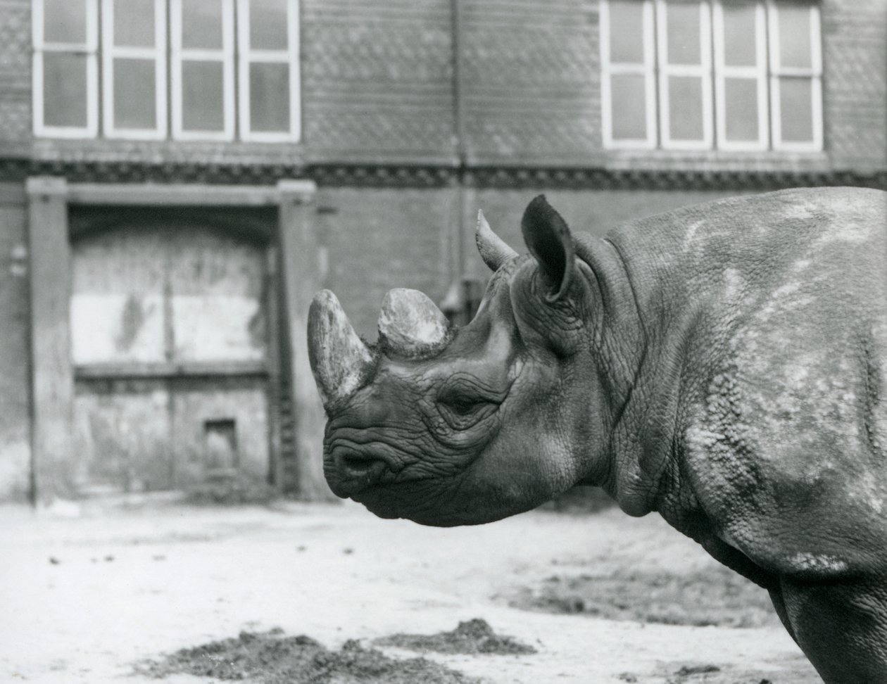 Eliza, a female Black Rhinoceros, London Zoo by Frederick William Bond