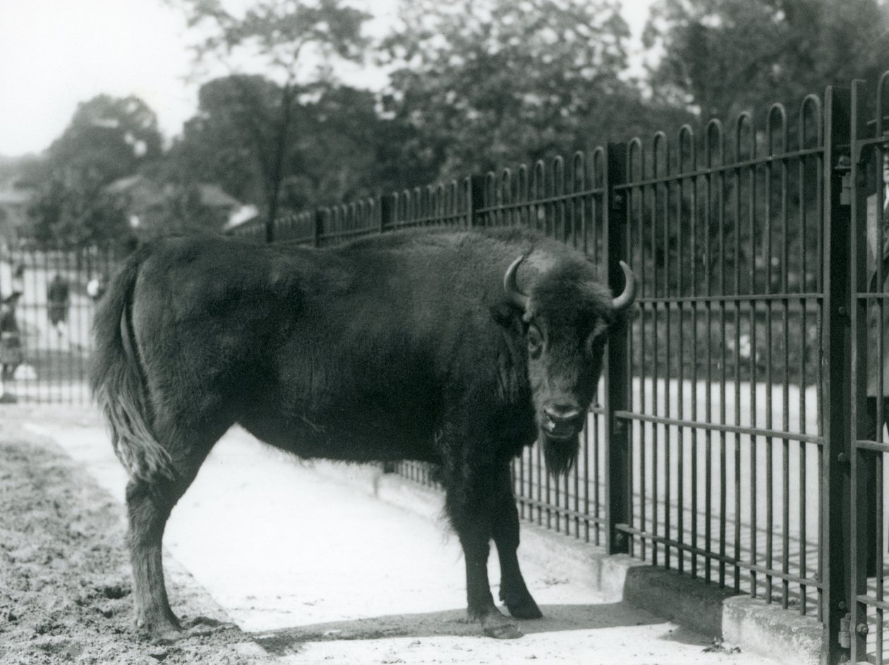 European Bison Georgina at the bars of her paddock, London Zoo, 12th August 1926 by Frederick William Bond