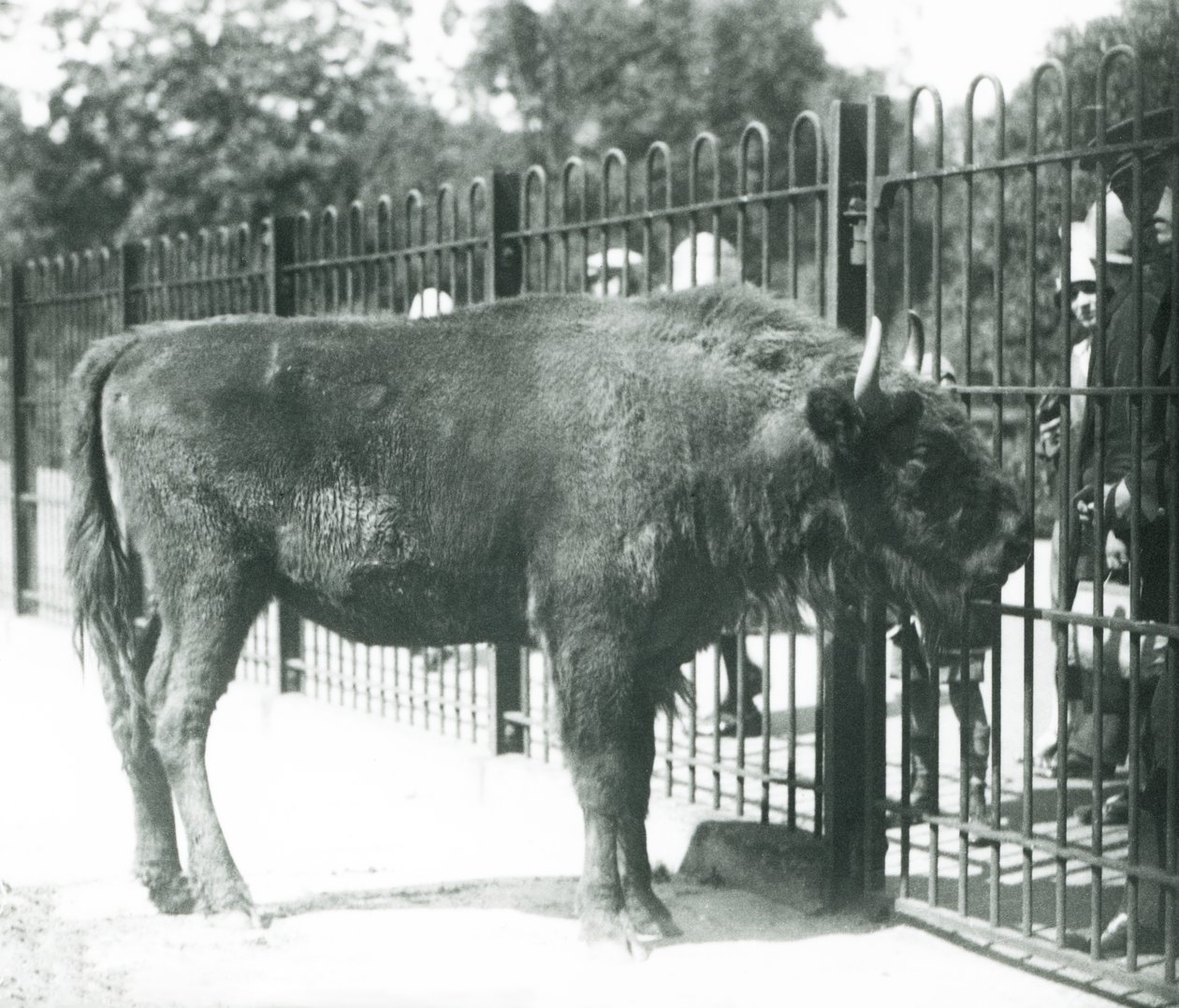 European Bison 