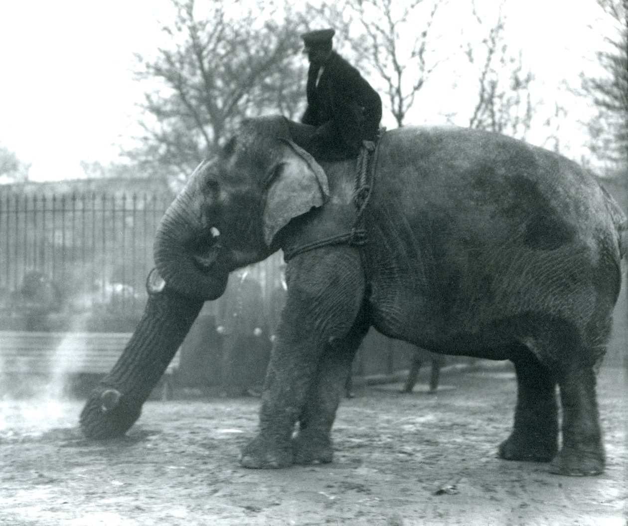 Female Asian Elephant, 