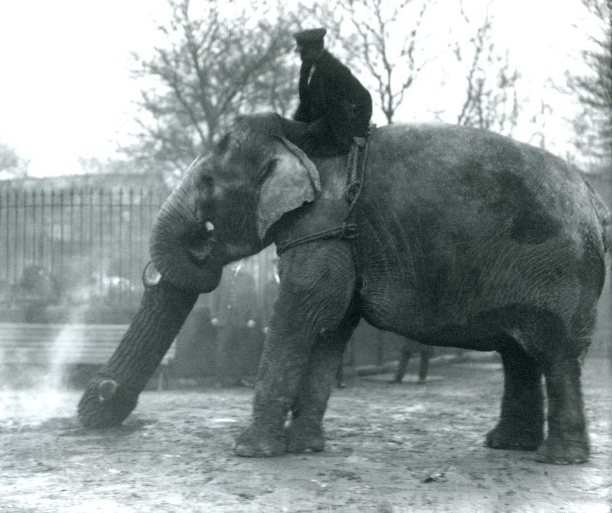 Female Asian Elephant, Indiarani, moving timber with her trunk while her keeper sits on her back directing her, London Zoo, 1925 by Frederick William Bond