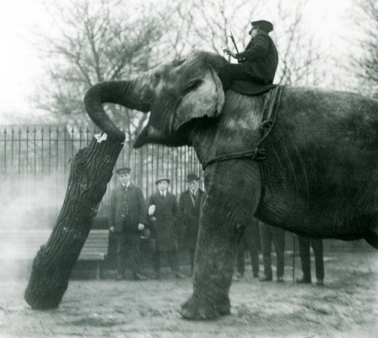 Female Asian Elephant, Indiarani, moving timber with her trunk, while her keeper sits on her back directing her, London Zoo, 1925 by Frederick William Bond