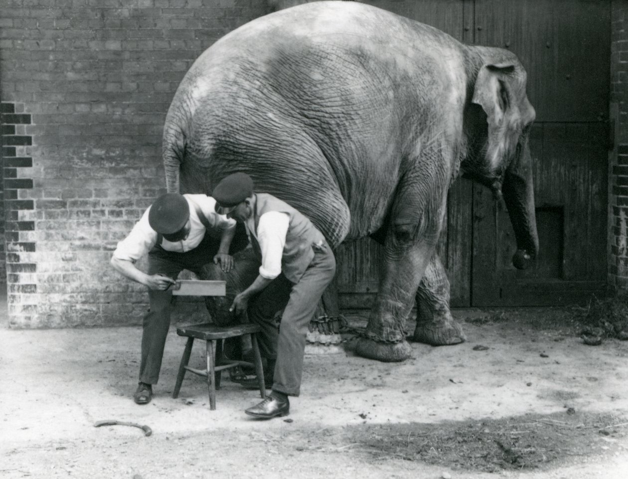 Female Asiatic Elephant Sundermalah Having Her Feet Trimmed by Her Keepers at London Zoo, August 1926 by Frederick William Bond