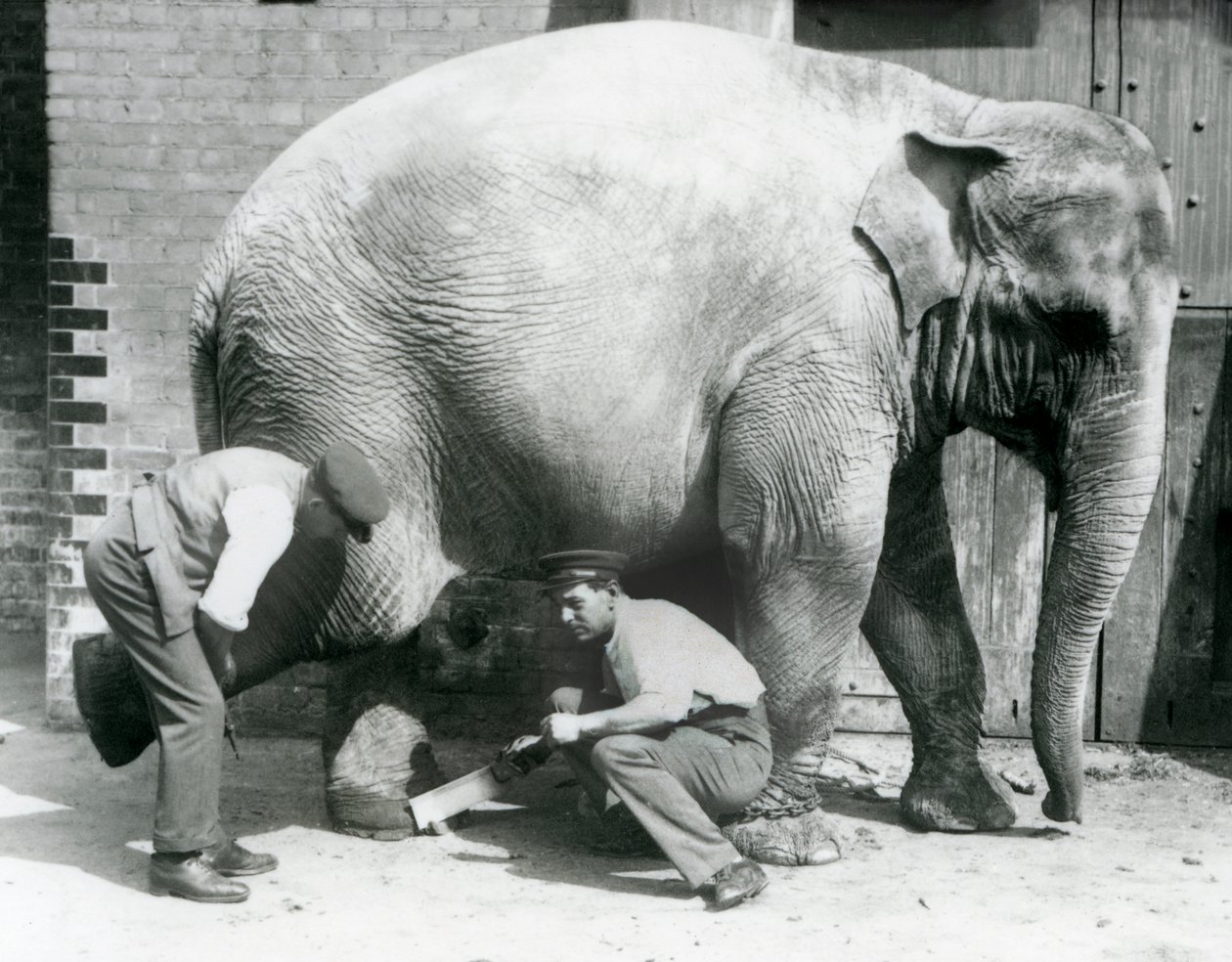 Female Asiatic Elephant Sundermalah Having Her Feet Trimmed by Her Keepers at London Zoo, August 1926 by Frederick William Bond