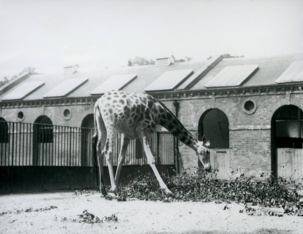 Female Giraffe, 
