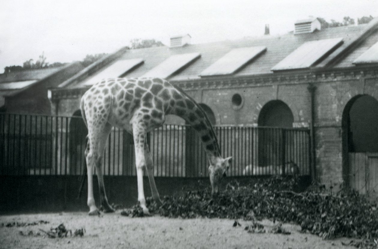 Female Giraffe 