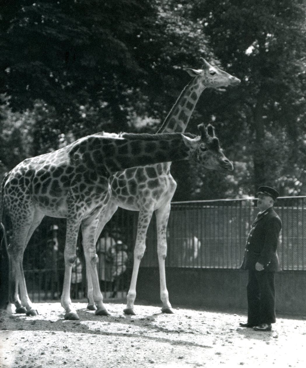 Female Giraffes Maud and Maggie, with Keeper Ernie Professor Bowman, London Zoo by Frederick William Bond