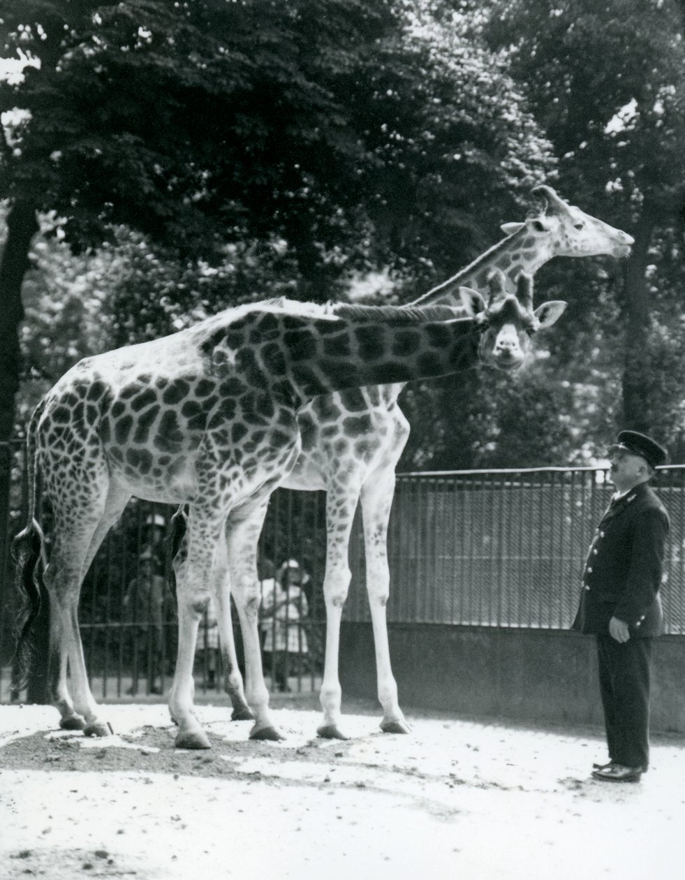Female Giraffes Maud and Maggie, with Keeper Ernie Professor Bowman, London Zoo by Frederick William Bond