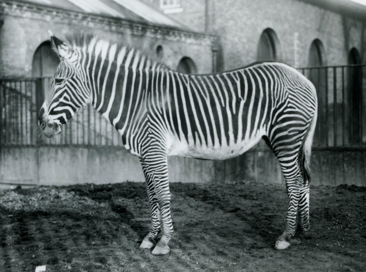 Female Grevy