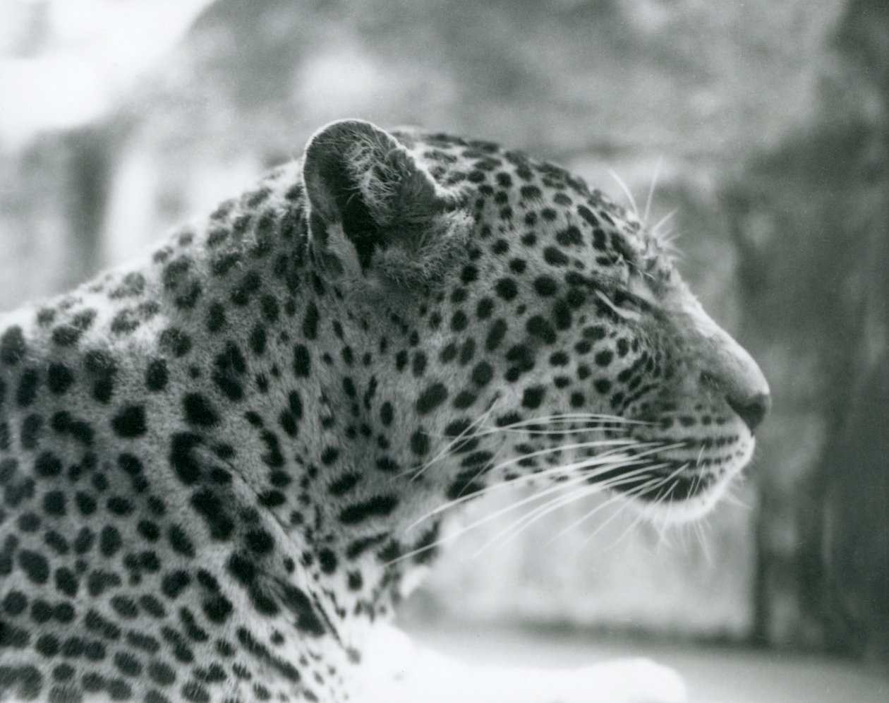 Female Leopard Daisy at London Zoo, August 1925 by Frederick William Bond