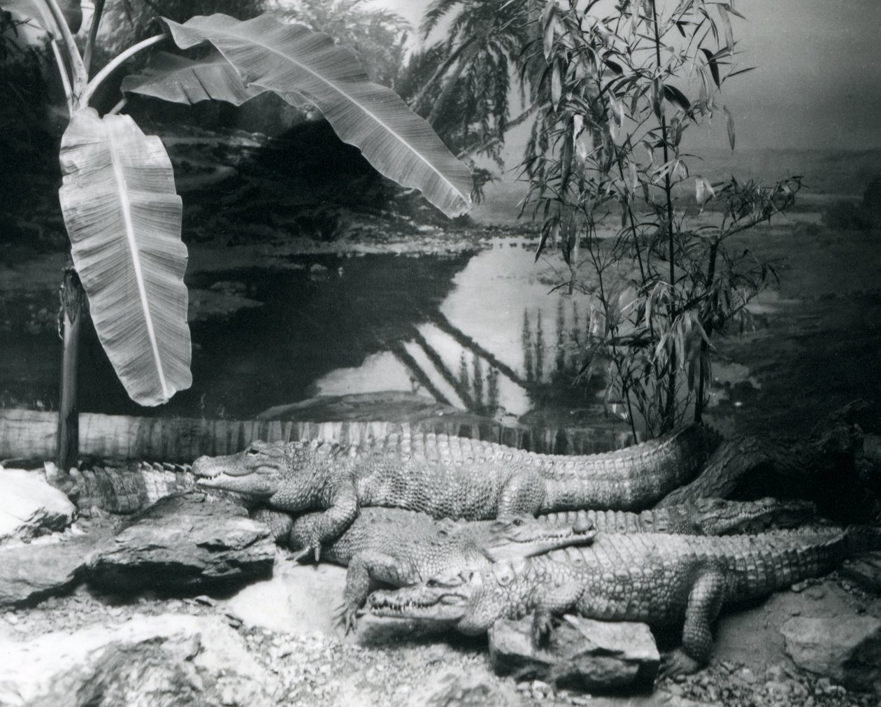Four Alligators, in a Panorama Setting with a Banana Tree, at London Zoo in 1929 by Frederick William Bond