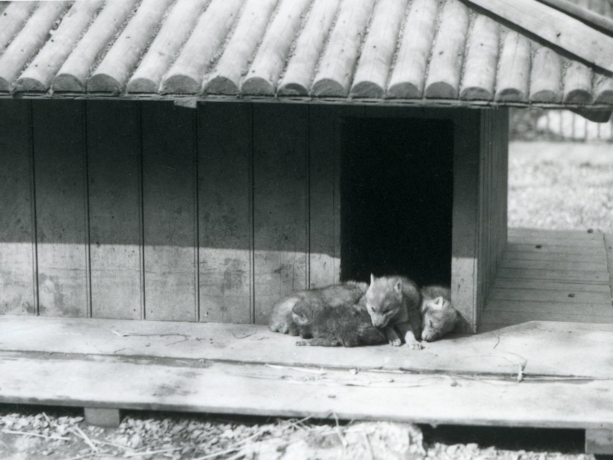Four Coyote pups resting in the entrance of their den, London Zoo by Frederick William Bond