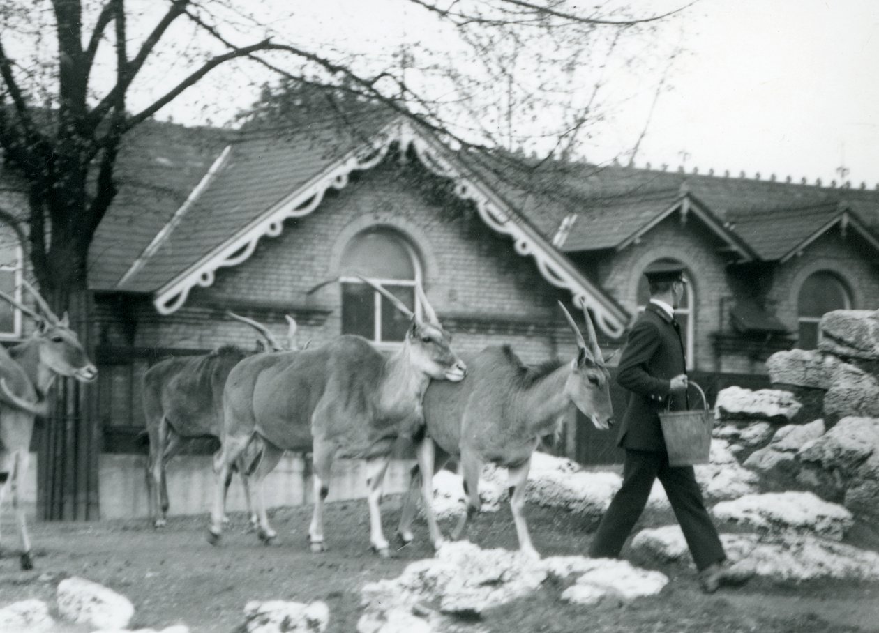 Four Eland follow their keeper at feeding time in the paddock outside the Antelope House, London Zoo, June 1925 by Frederick William Bond