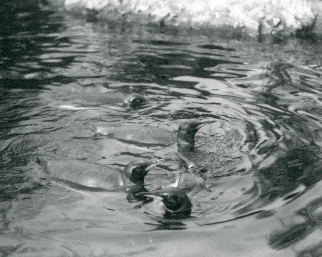 Four King Penguins swimming in their pool at London Zoo by Frederick William Bond
