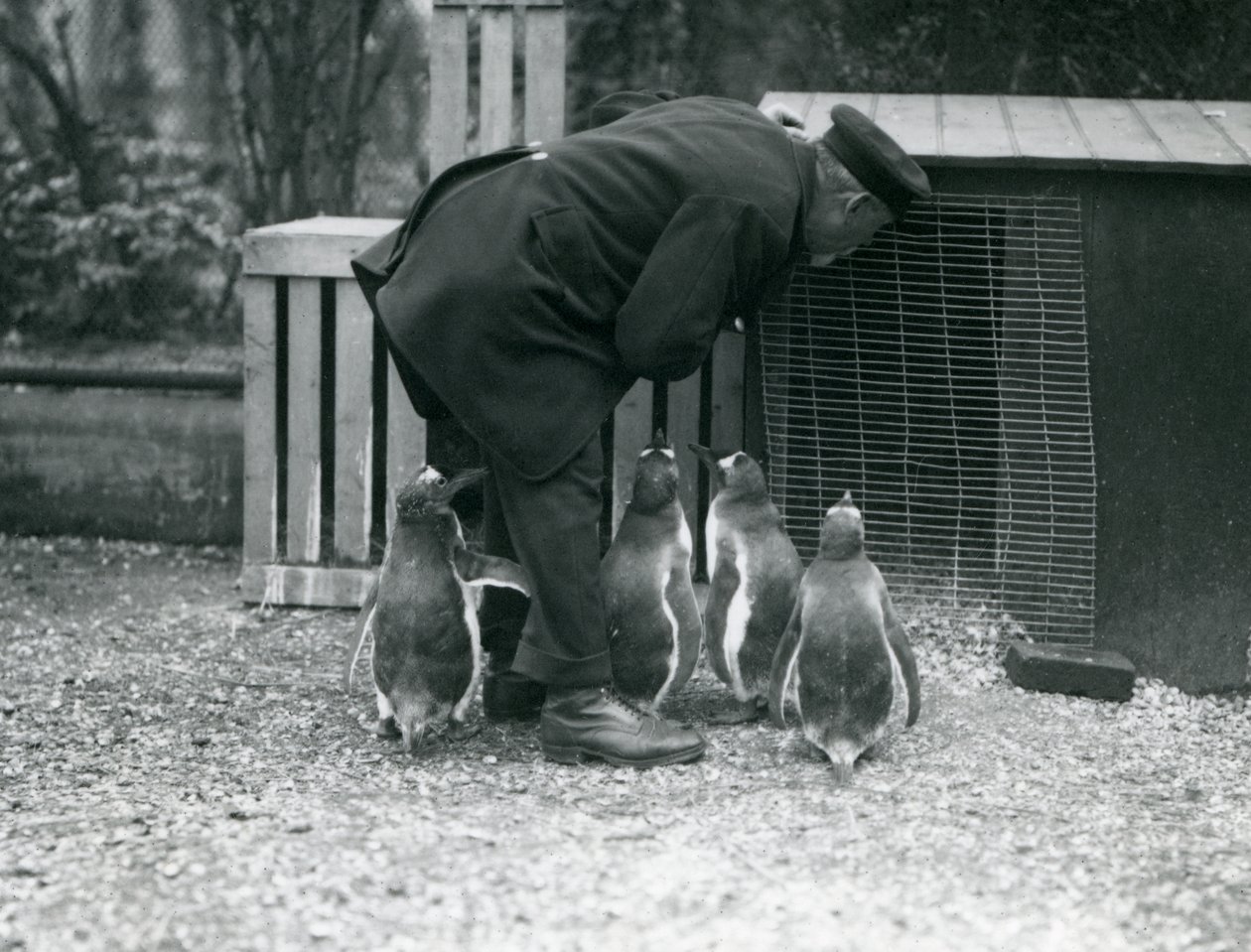 Gentoo Penguins with keeper Albert White, London Zoo by Frederick William Bond