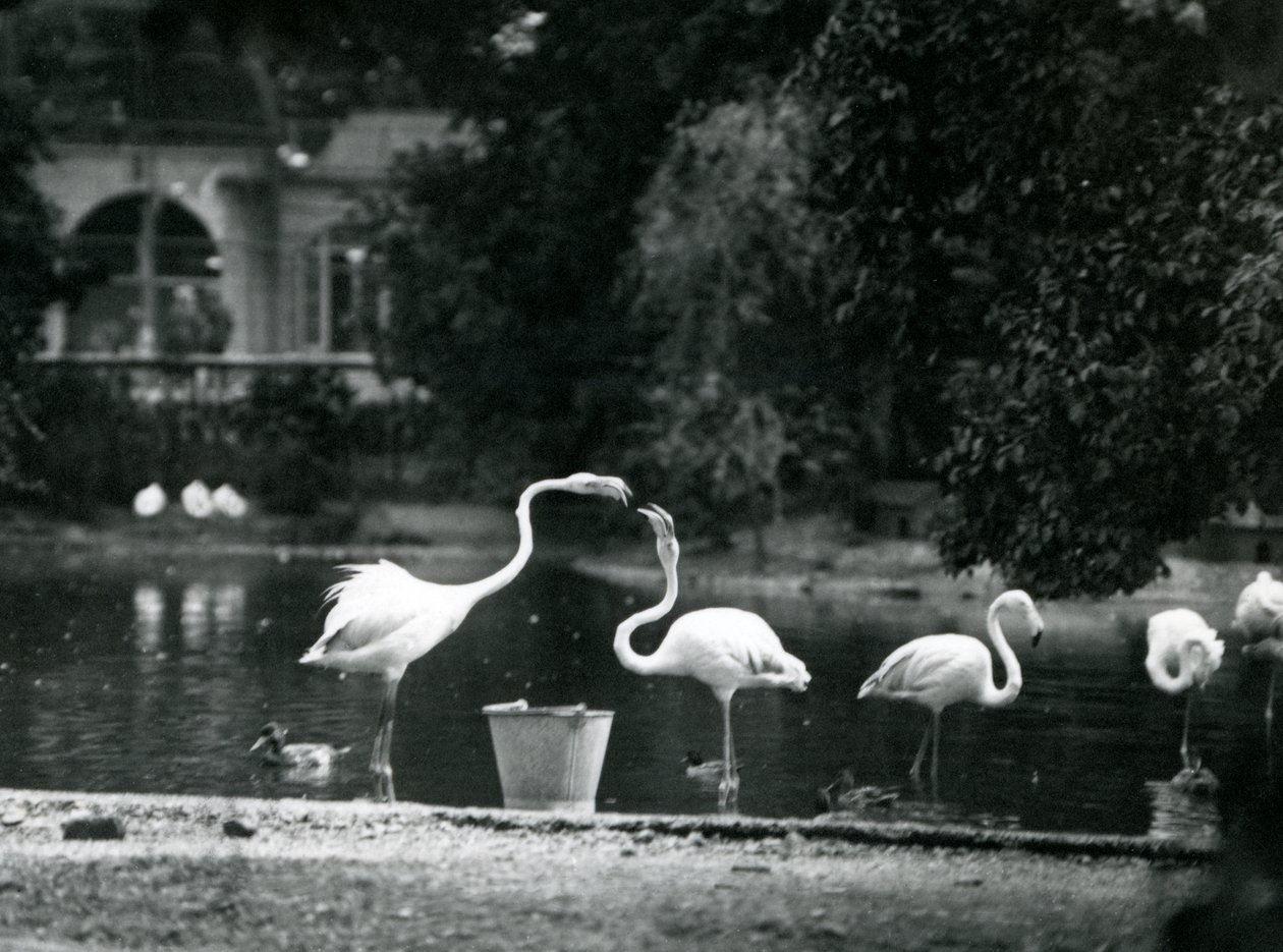 Greater Flamingos on their lake at London Zoo, 1924 by Frederick William Bond