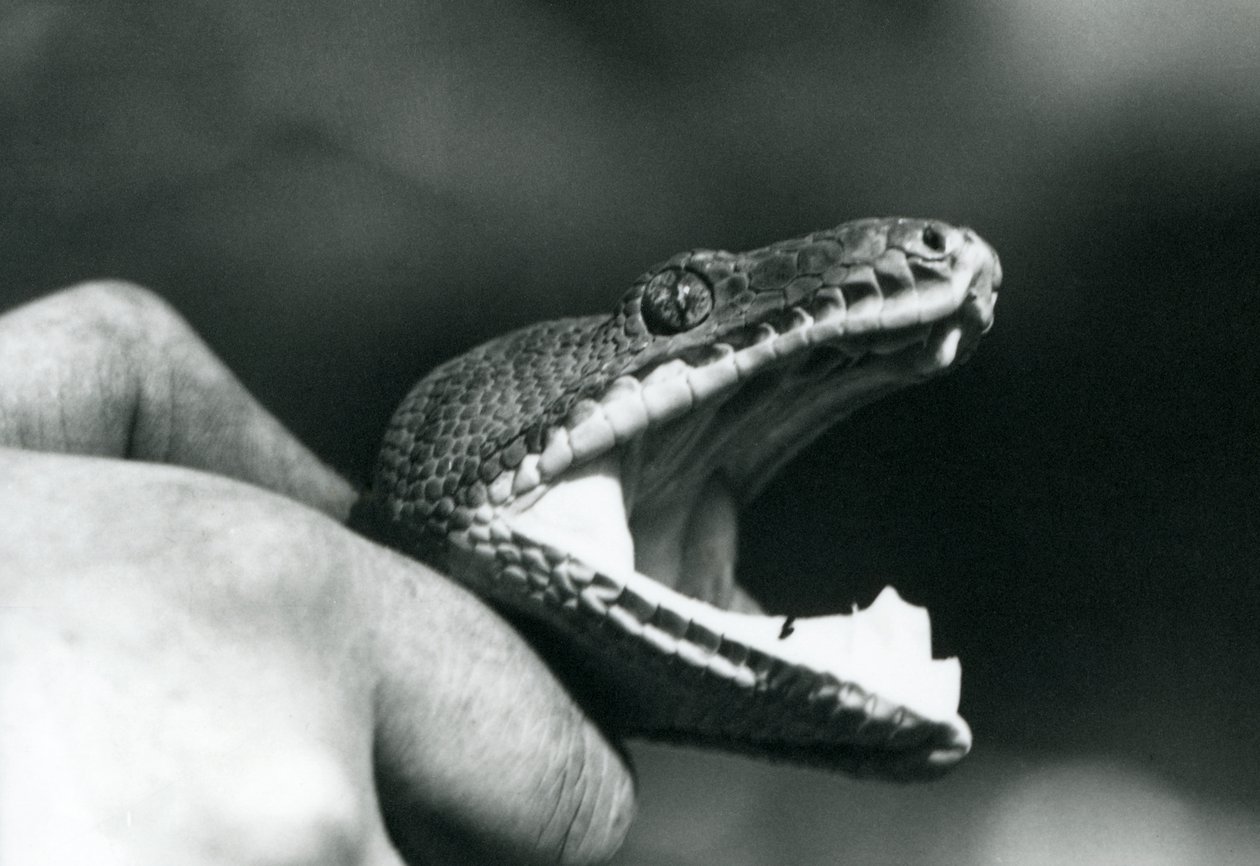Head of an Emerald Tree Boa, with its mouth open, held by the neck, by its keeper, London Zoo by Frederick William Bond