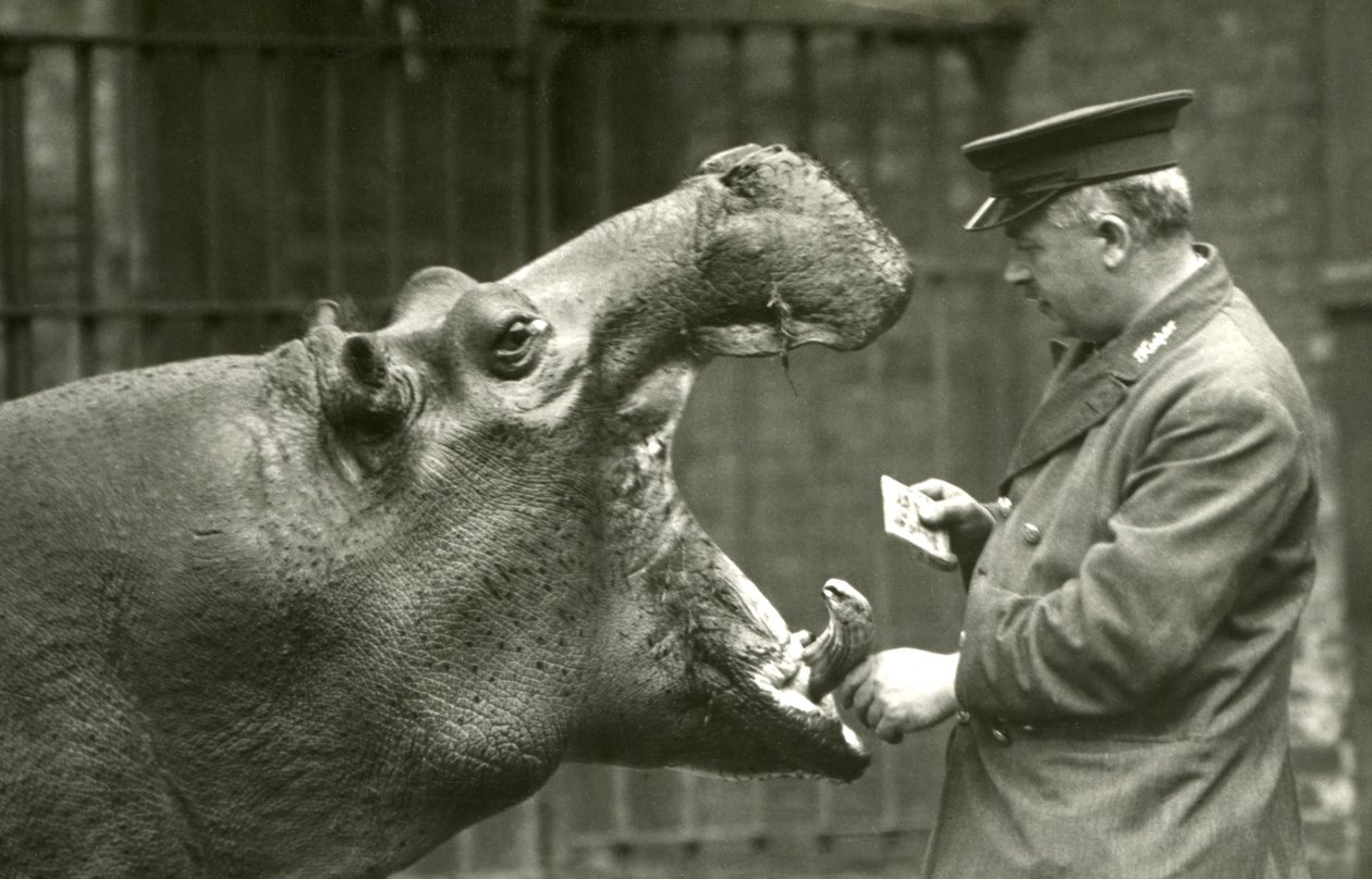 Hippopotamus Bobbie with keeper Ernie Bowman, London Zoo, 1927 by Frederick William Bond