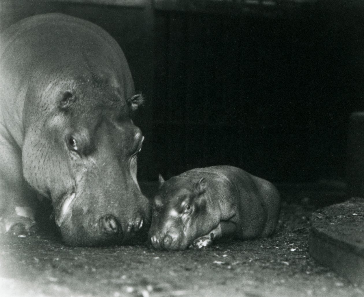 Hippopotamus Joan with her male calf Jimmy at London Zoo in March 1927 by Frederick William Bond