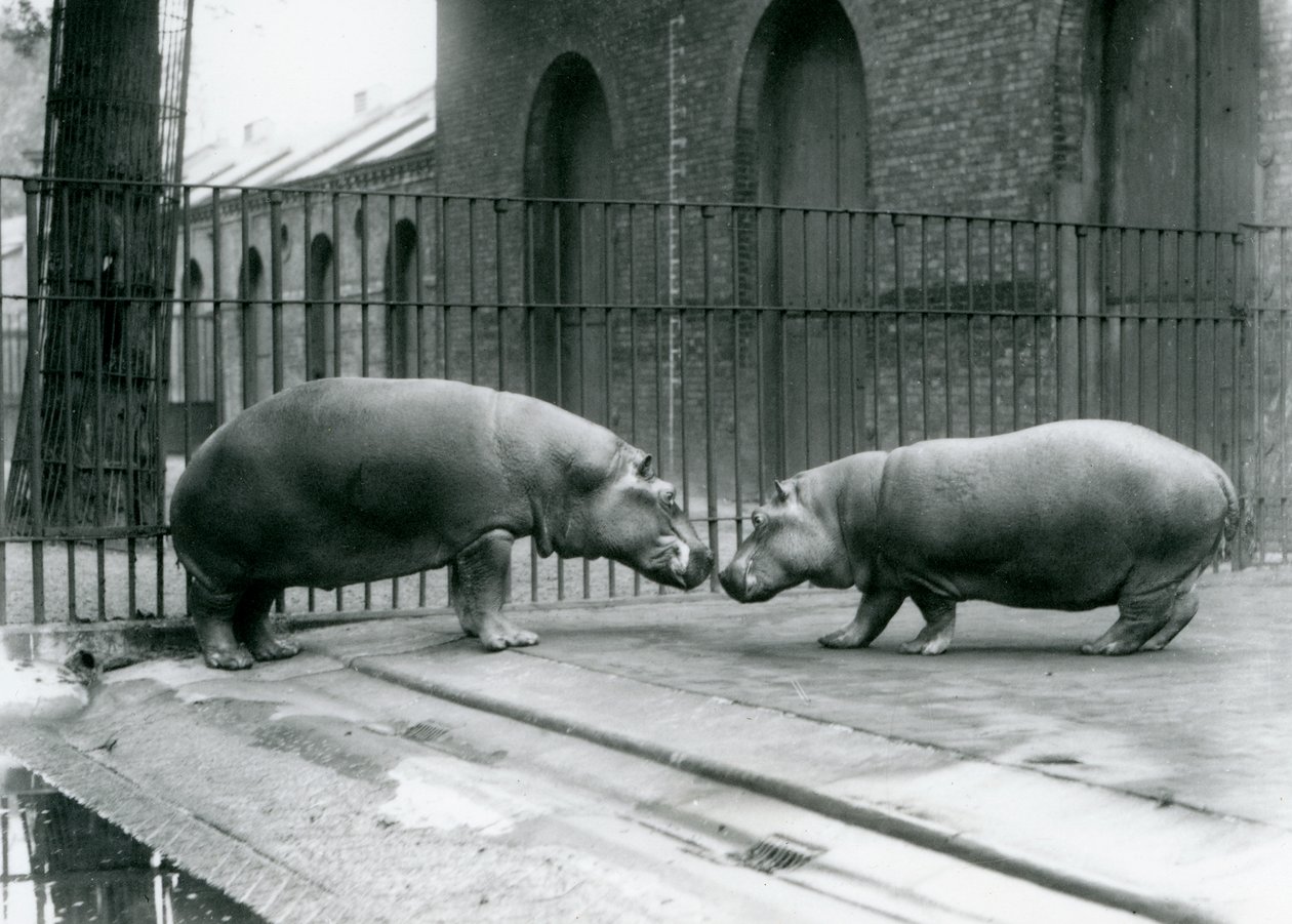 Hippopotamuses Bobbie and Joan Are Introduced at London Zoo, 1923 by Frederick William Bond