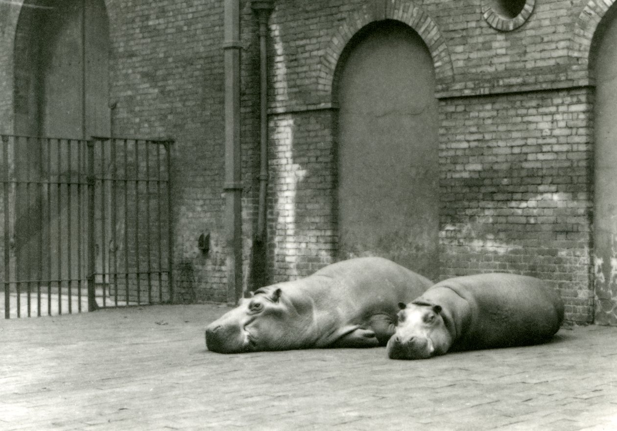 Hippopotamuses Bobbie and Joan at London Zoo, July 1923 by Frederick William Bond