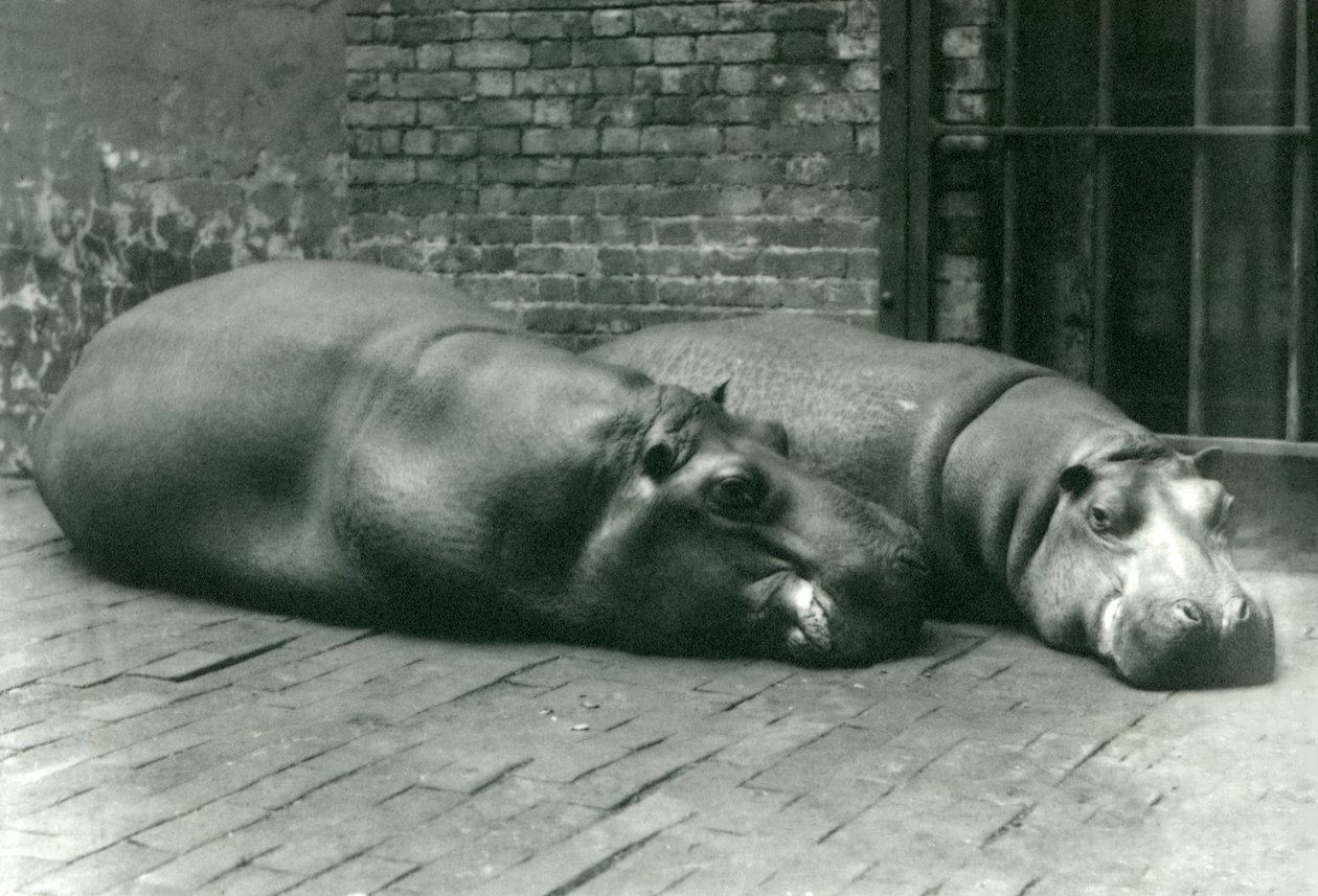 Hippopotamuses Bobbie and Joan Lying Down in Their Enclosure in London Zoo, July 1923 by Frederick William Bond