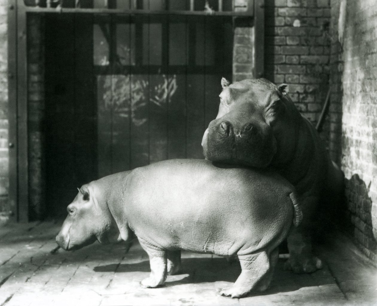 Hippopotamuses Joan and Jimmy at London Zoo in 1927 by Frederick William Bond